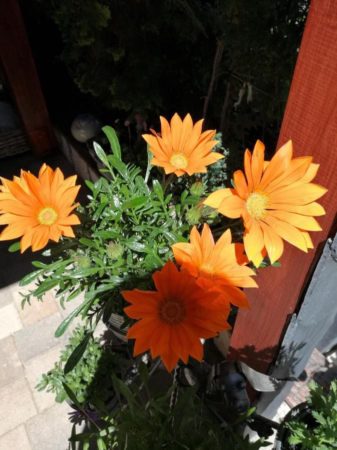 Usis_Ferienwohnung Im Harz Quedlinburg Bagian luar foto